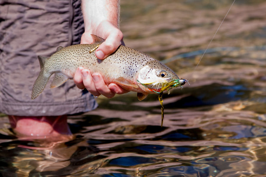 Fly Fishing for Cutthroat Trout in Montana