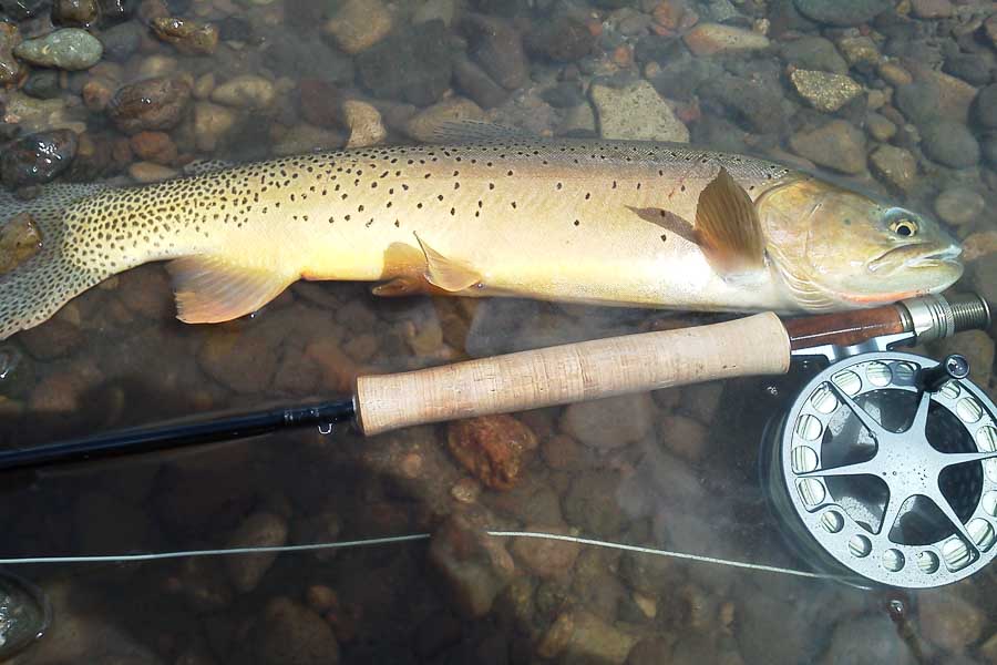 The Shields River is home to a good population of Cutthroat Trout