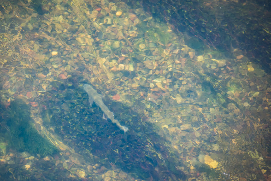 missouri river trout